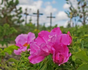 St. Mary's Sacred Garden