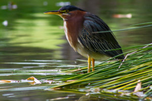 A Rocha bird on water