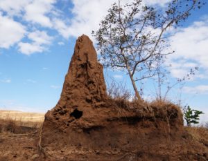 Film review termite-hill