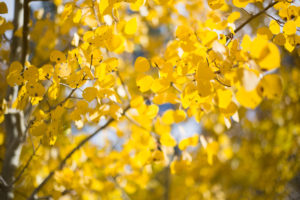 Hope Chronicles Aspen leaves