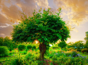 Tree surrounded by flowers