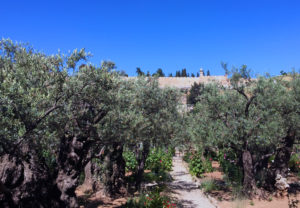 The Garden of Gethsemane, looking towards Jerusalem