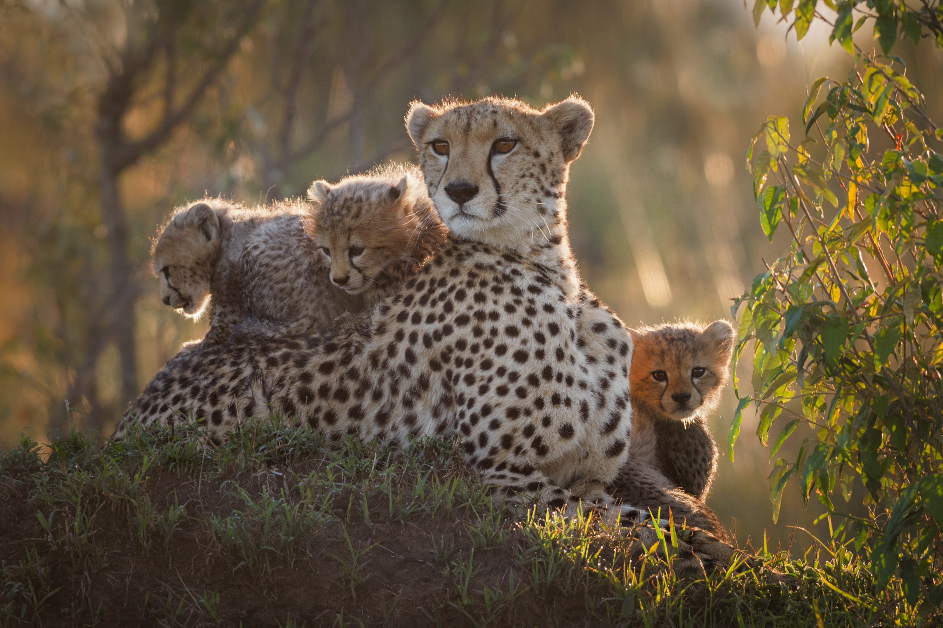 Cheetahs in Tales by the Light