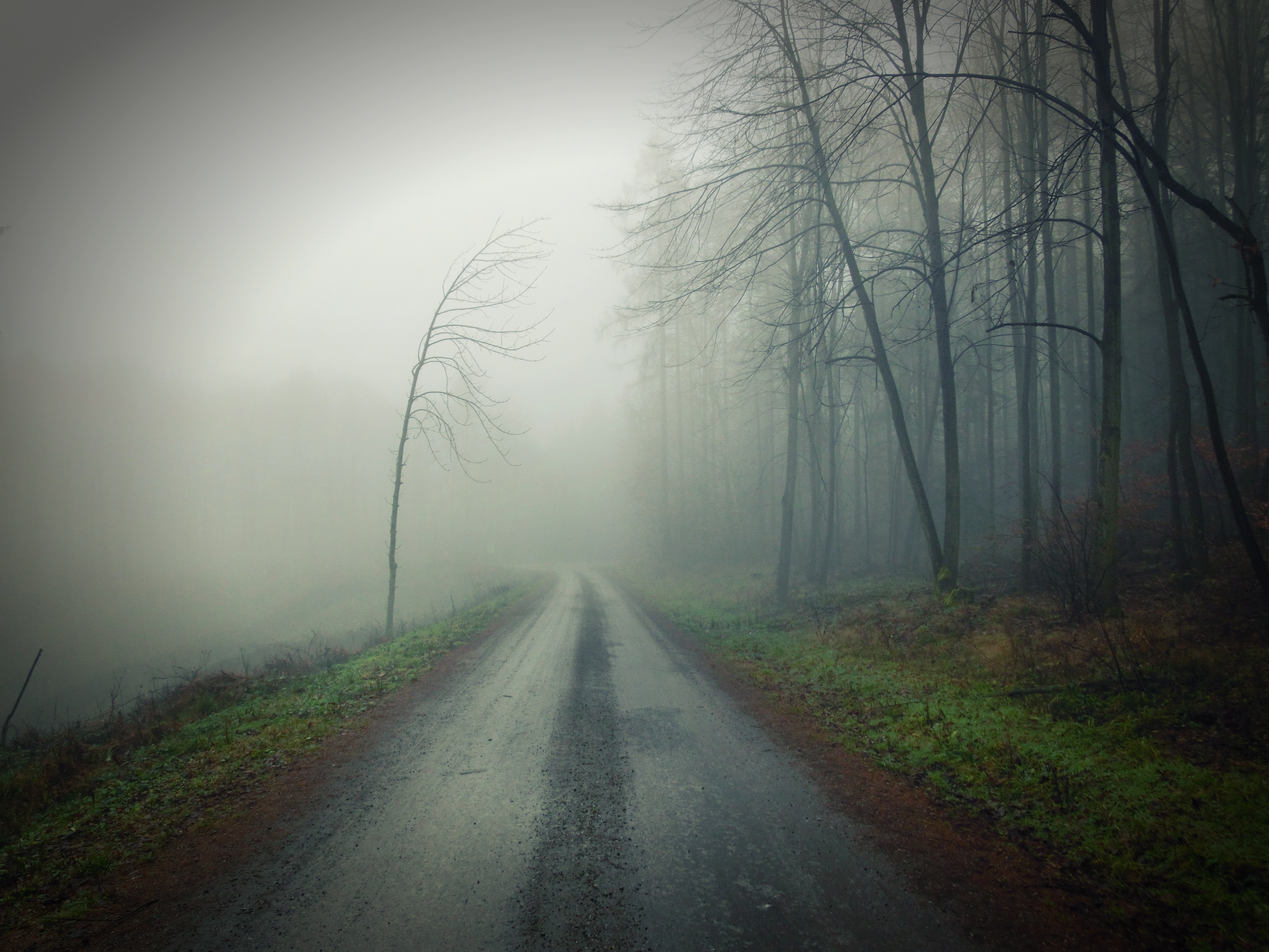 Ты ушла в эту легкий туман. Дорога в тумане. Лесная дорога в тумане. Дорога в лесу. Мрачный лес.
